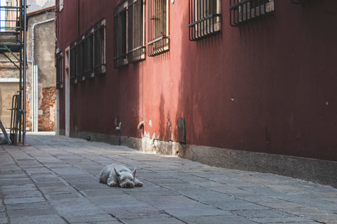 "Venetian Doggo Takes a Rest"